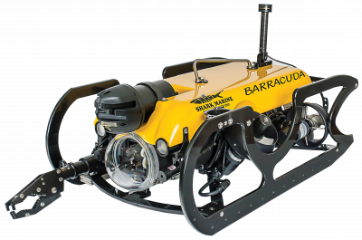 baracuda